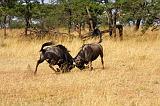 TANZANIA - Serengeti National Park - Lobo - 33